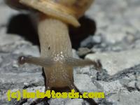 /home//u458753944/public_html/sourcegallery//Roxborough Toad Detour/2013-2019/2017/P4110697.JPG